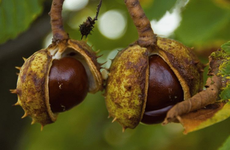 Целебные свойства конского каштана